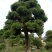 罗汉松树桩15~20cm