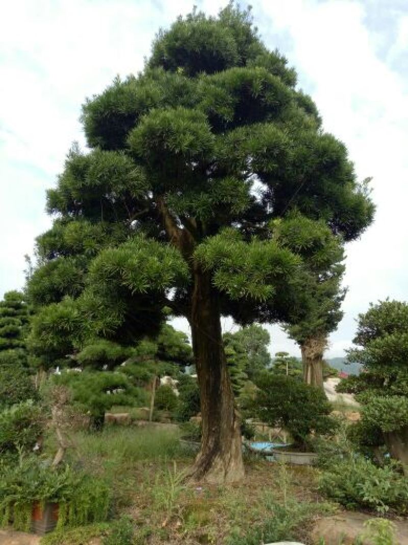 罗汉松树桩15~20cm