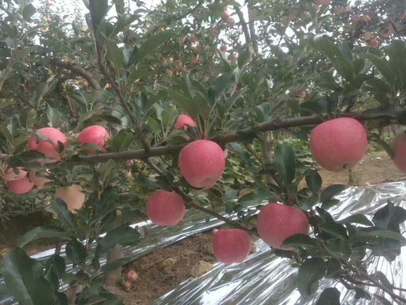 水晶富士苹果80mm以上膜袋山东苹果