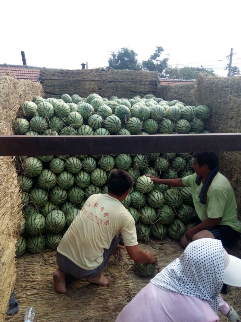 西农8号西瓜8斤打底9成熟头茬，产地直供，一手货源