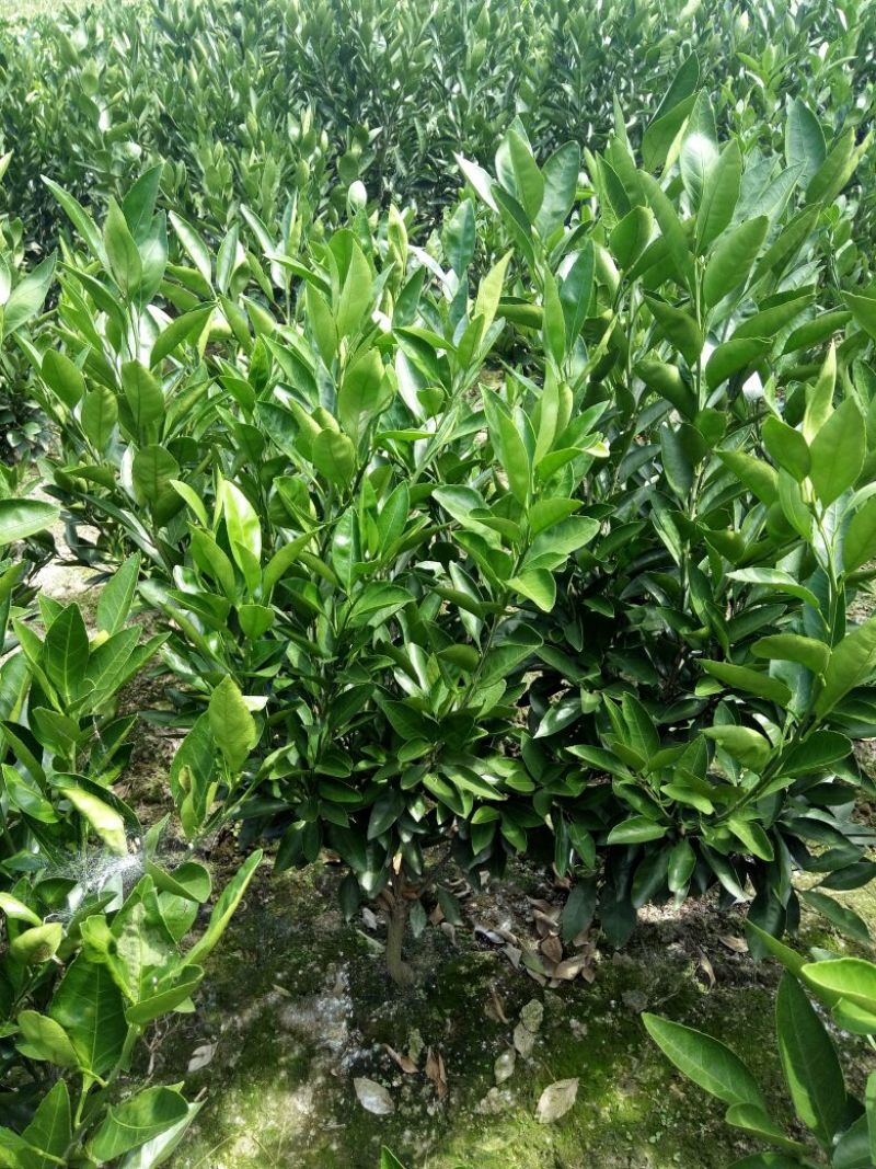 晋早熟蜜桔苗80~120cm