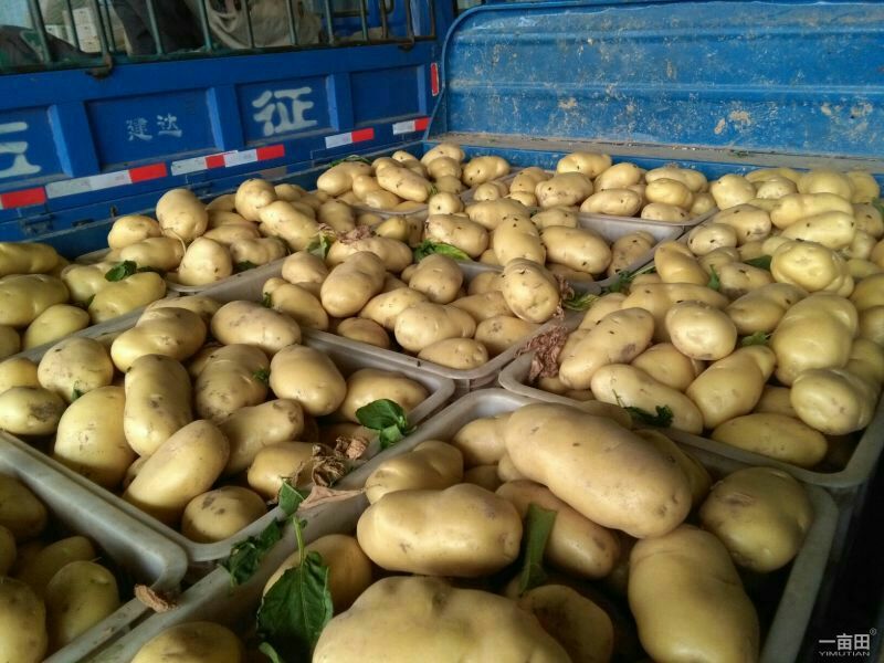 荷兰十五土豆2两以上