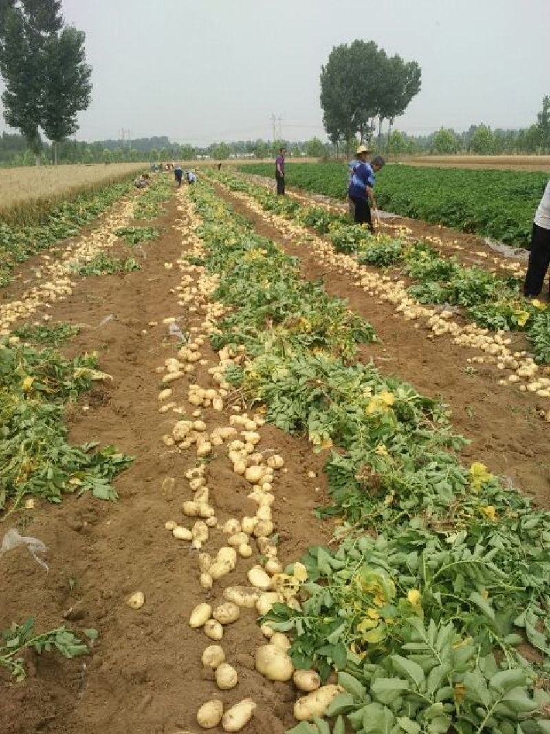 荷兰十五土豆2两以上通货