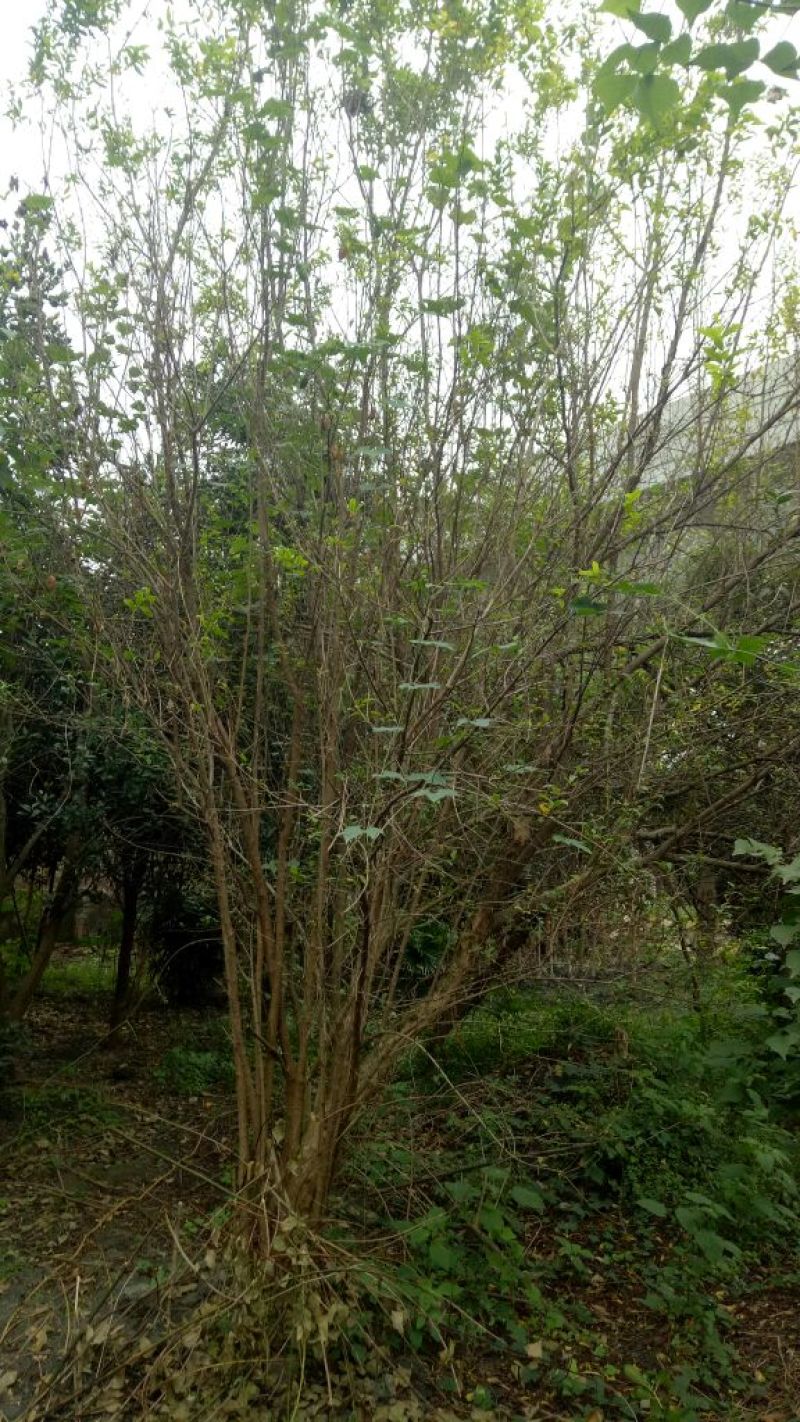 紫荆4~6cm4~6cm2.5~3米