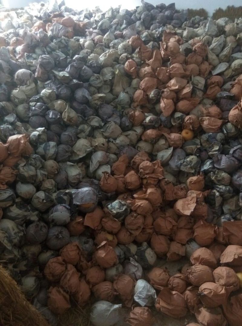 晚秋黄梨200~250g纸加膜