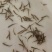 泥鳅苗，大量批发，欢迎订购。。。。。。。