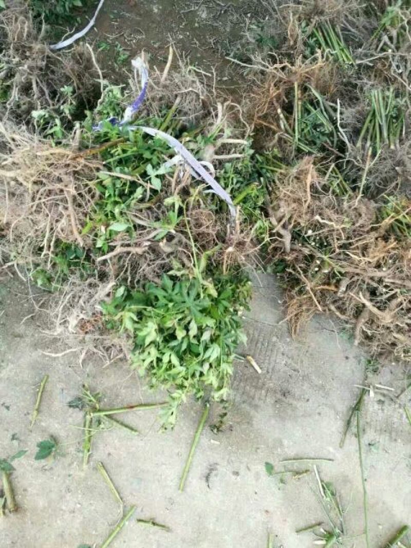 树莓苗野生高产红树莓苗