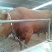 鲁西黄牛犊100~200kg