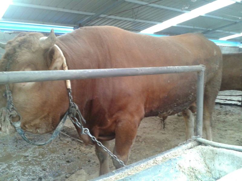 鲁西黄牛犊100~200kg