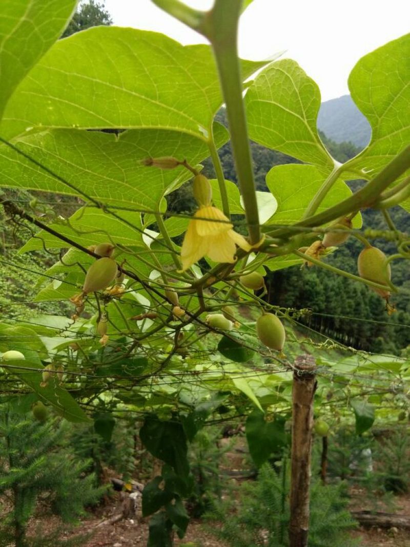 青皮果罗汉果