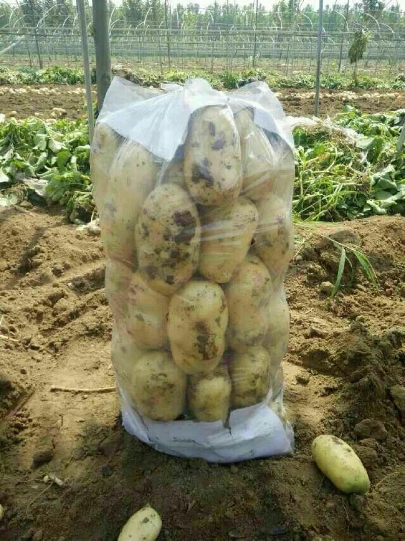 荷兰十五土豆2两以上～～～～～～～～～～