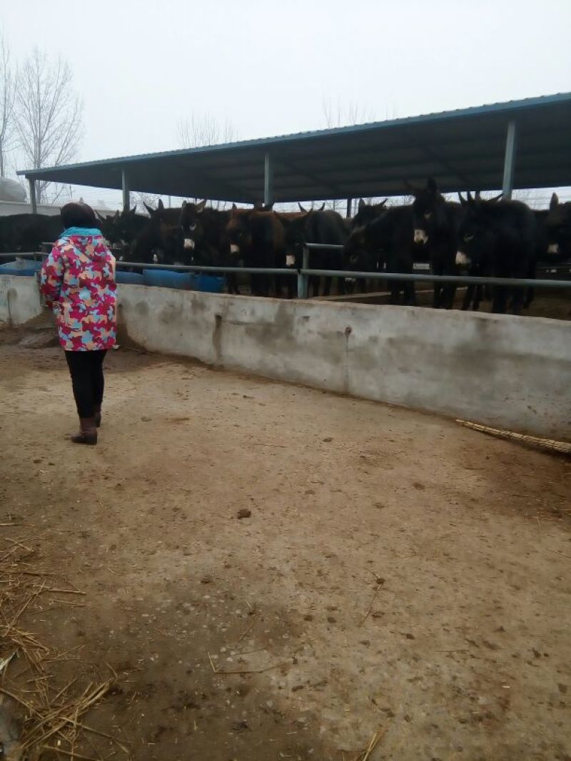 肉马