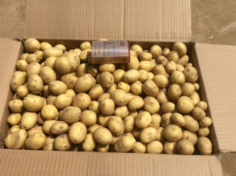荷兰十五黄心黄心小土豆1两以下，油炸专用小土豆