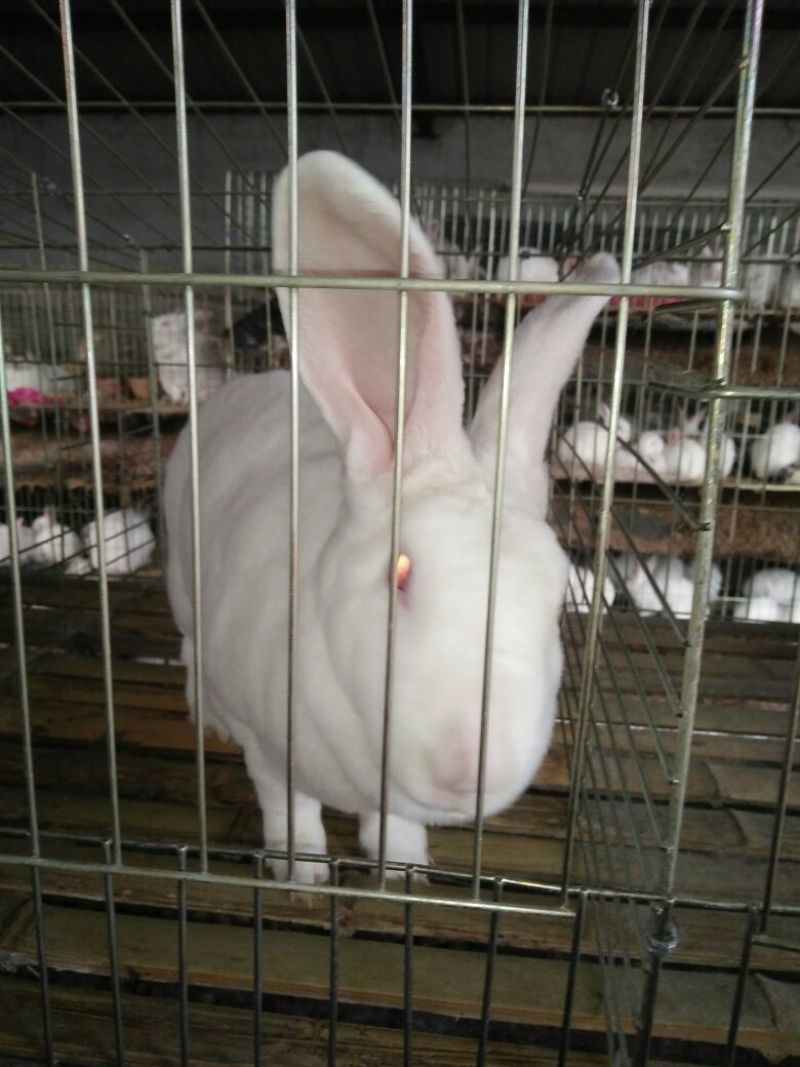 德系獭兔獭兔种兔