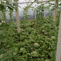 地雷瓜6斤打底8成熟1茬