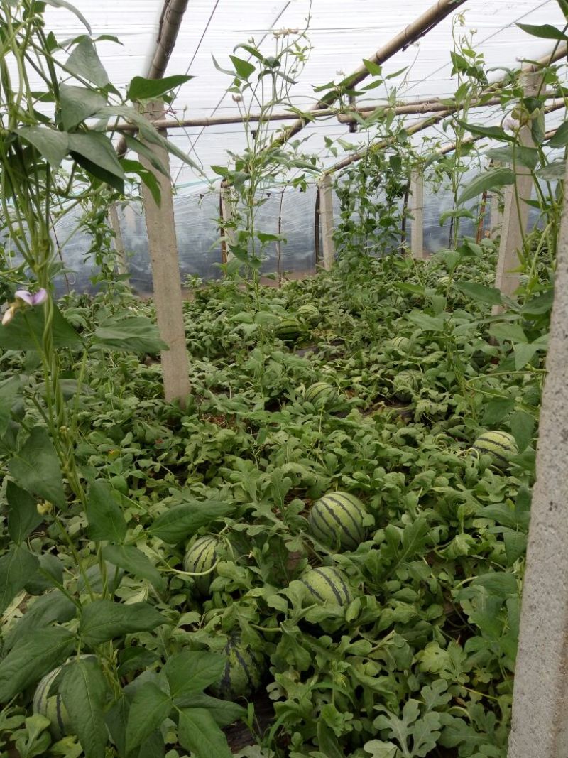 地雷瓜6斤打底8成熟1茬