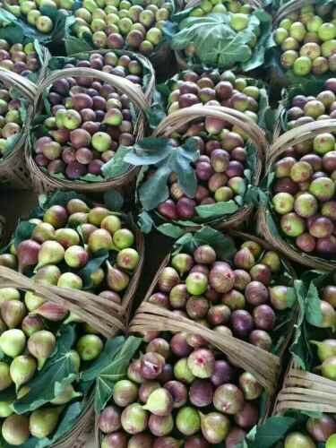 四川成都市新都区无花果 90~120g批发_文琴琴