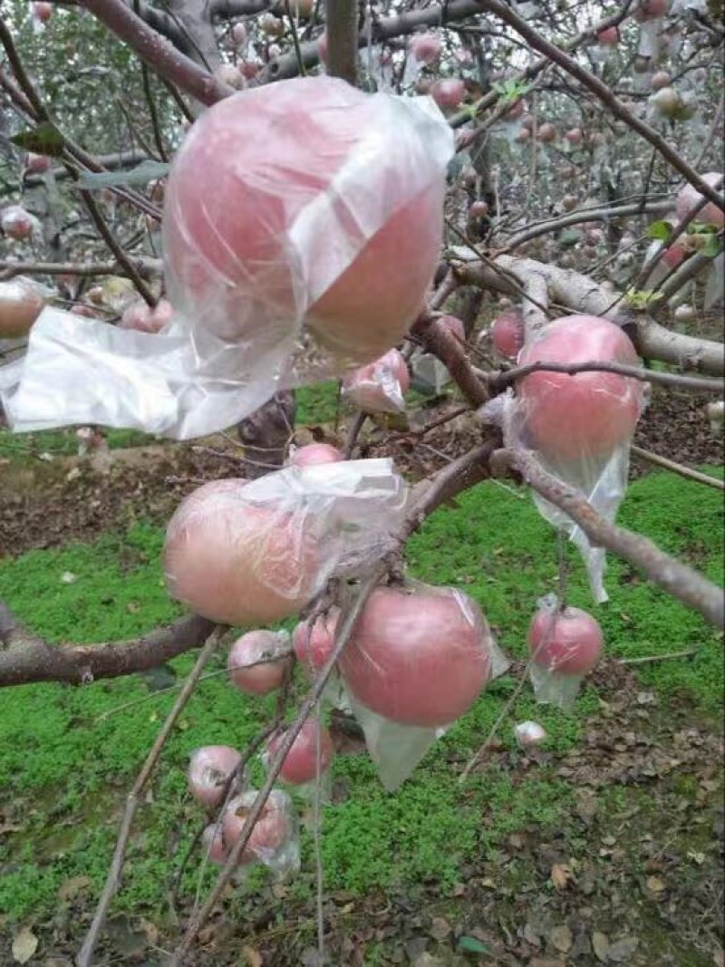 红富士苹果
