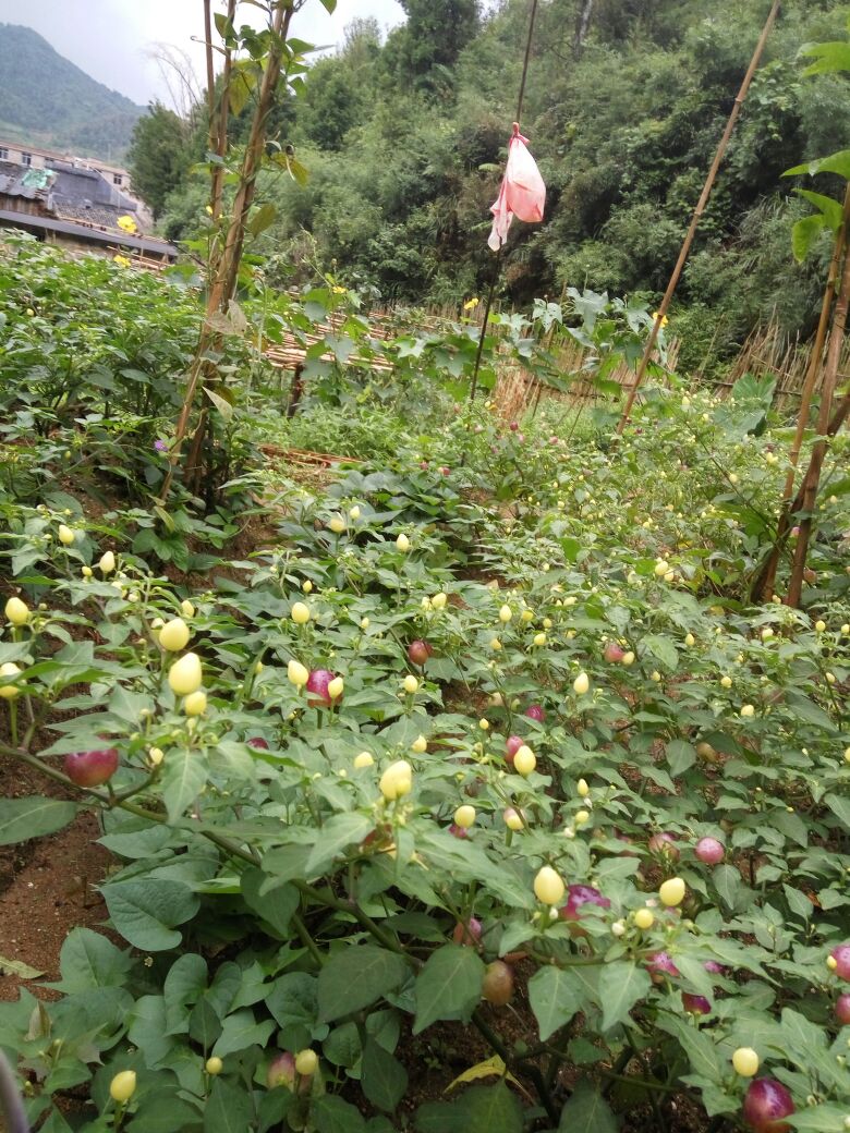 广西贵港市桂平市樱桃椒 5~10厘米 黄批发_李国威供应_一亩田农业网