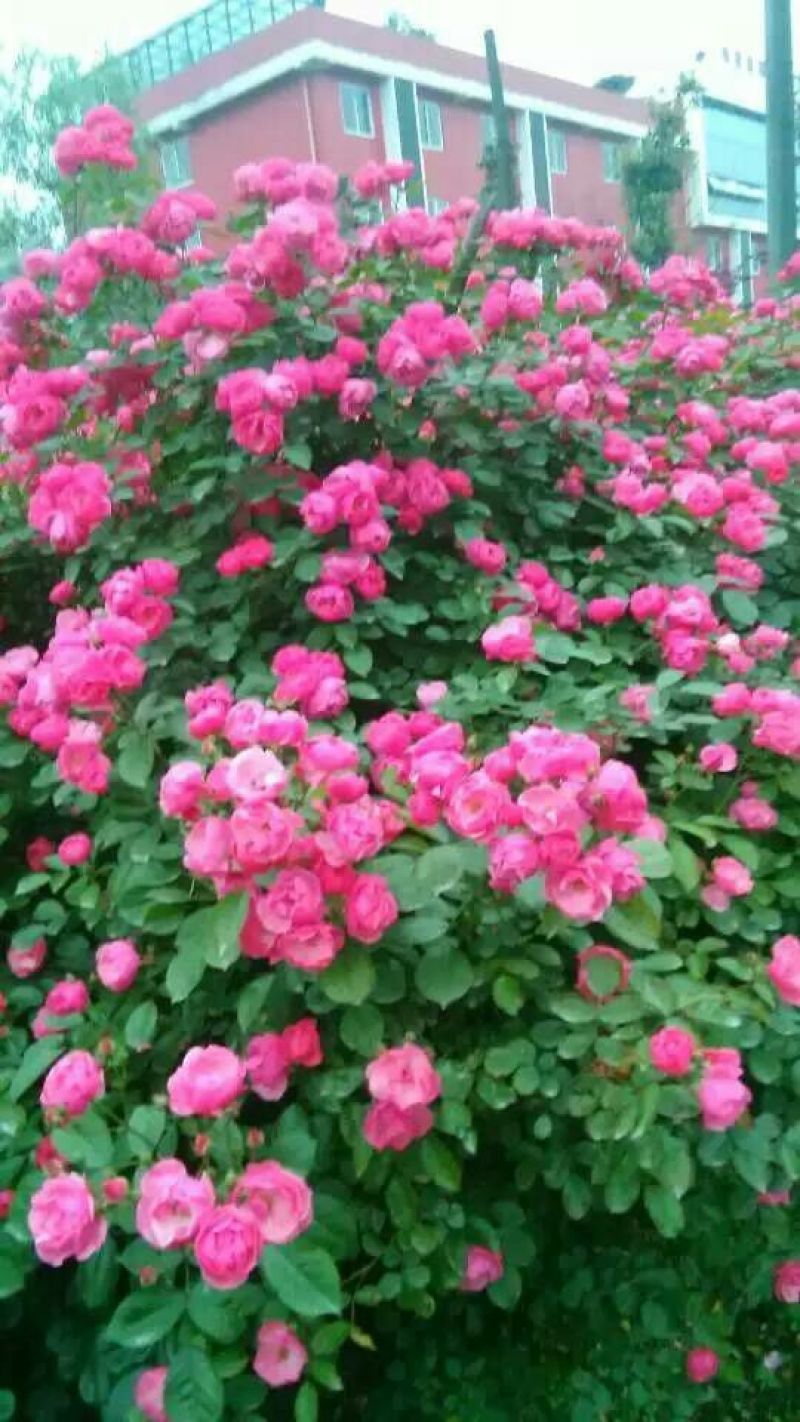迎春花1~1.5米