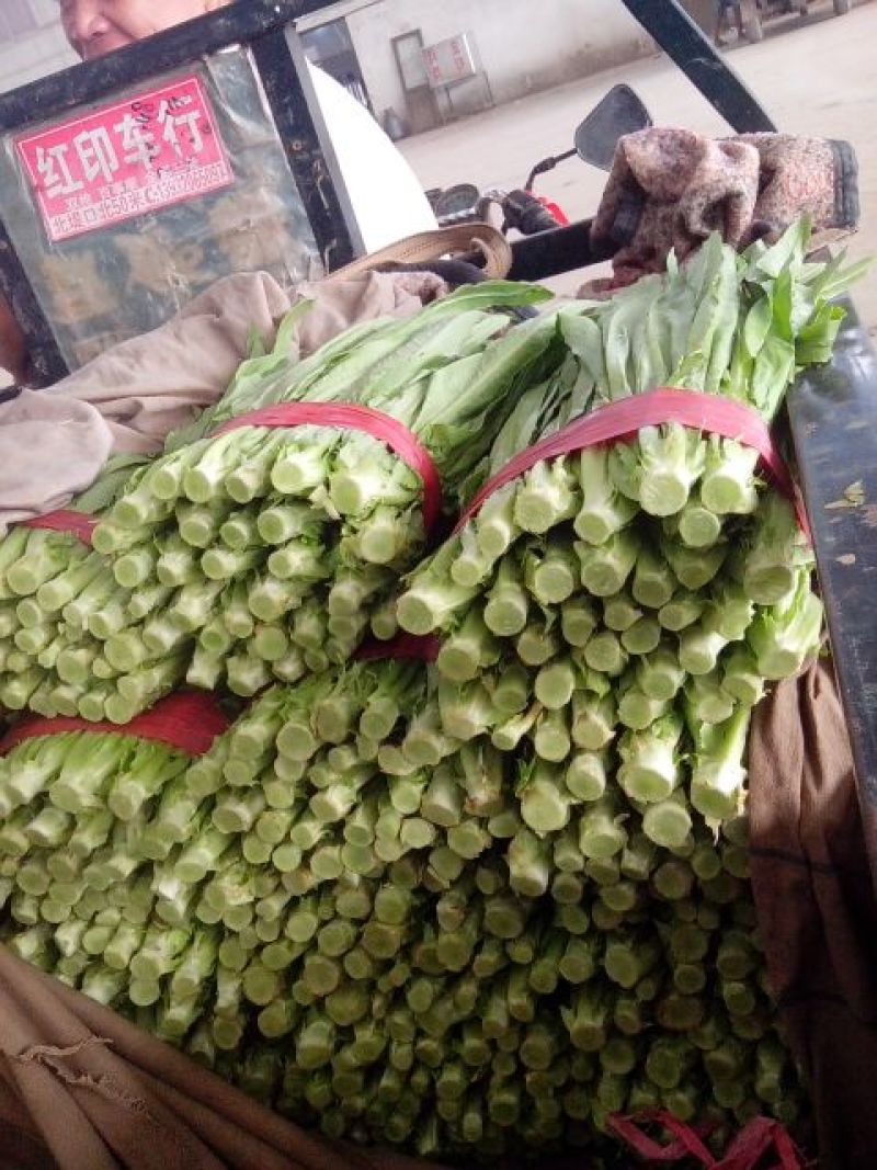 油麦菜25~30厘米以上