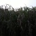 薄壳早熟薏苡散装