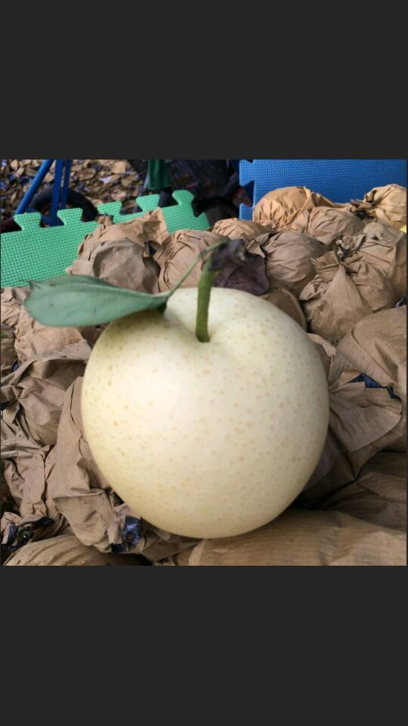 皇冠梨250~300g纸袋