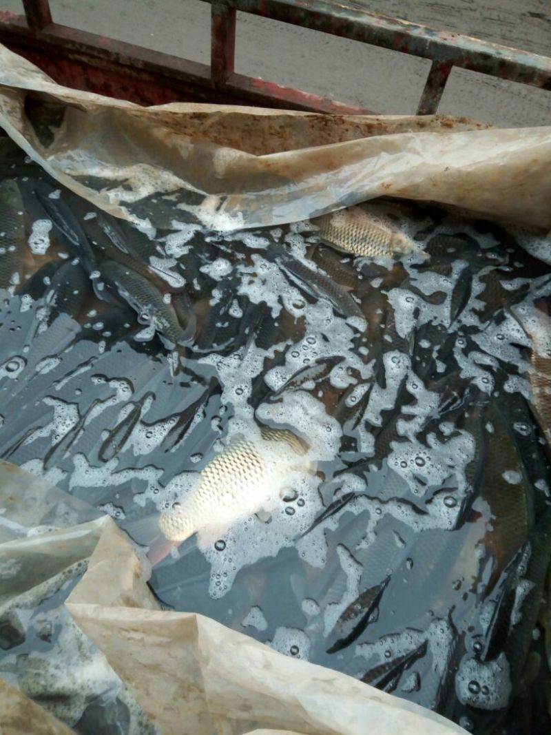 鲤鱼食用1~2公斤