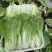 快菜25到30cm以上全年供应大棚菜大中小颗都有