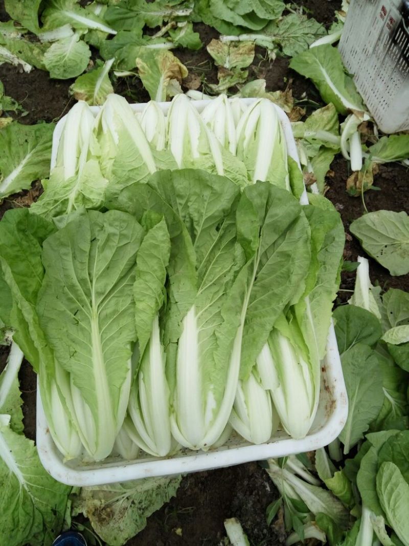 快菜25到30cm以上全年供应大棚菜大中小颗都有