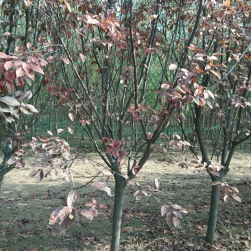 红叶李10cm以下8~10cm