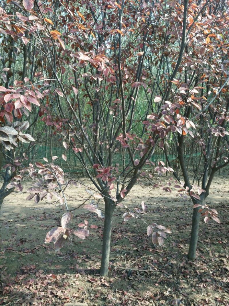 红叶李10cm以下8~10cm