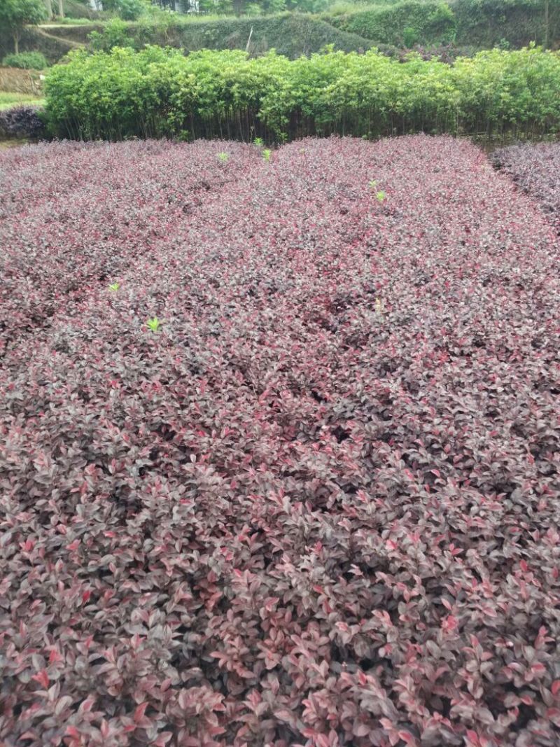 红花继木0.5米以下