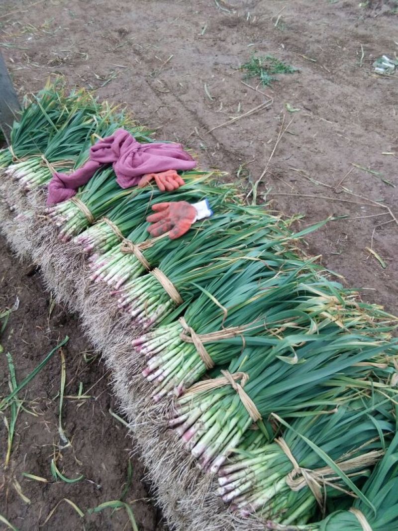 红根蒜苗50~60cm