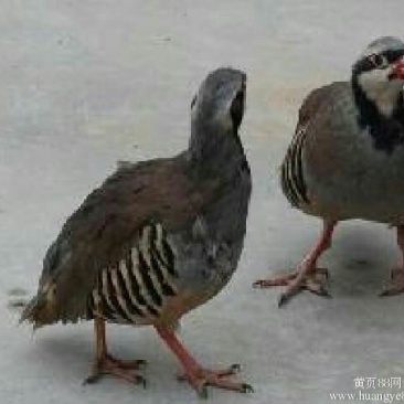 鹧鸪成年鹧鸪成年鹧鸪成年