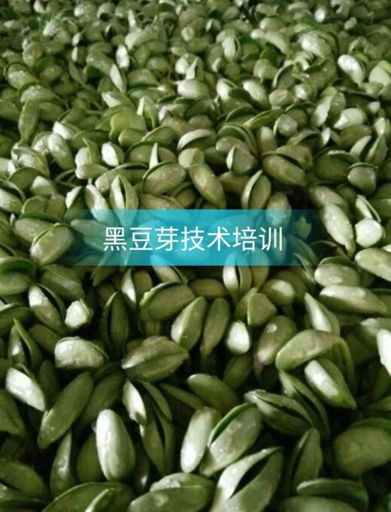 黑豆芽技术培训，本人有着十几年的过硬技术