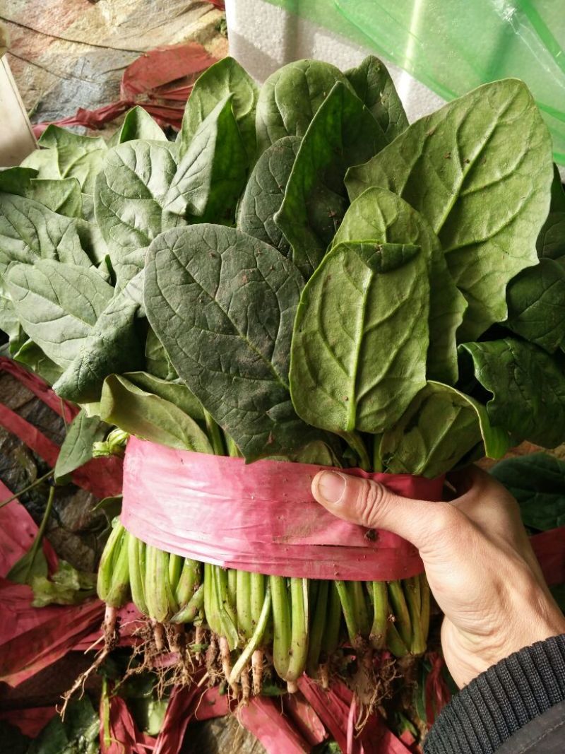 菠菜20~30厘米货量充足产地供应