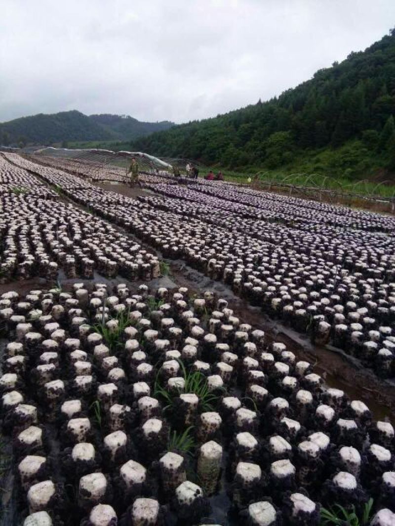 干木耳一级