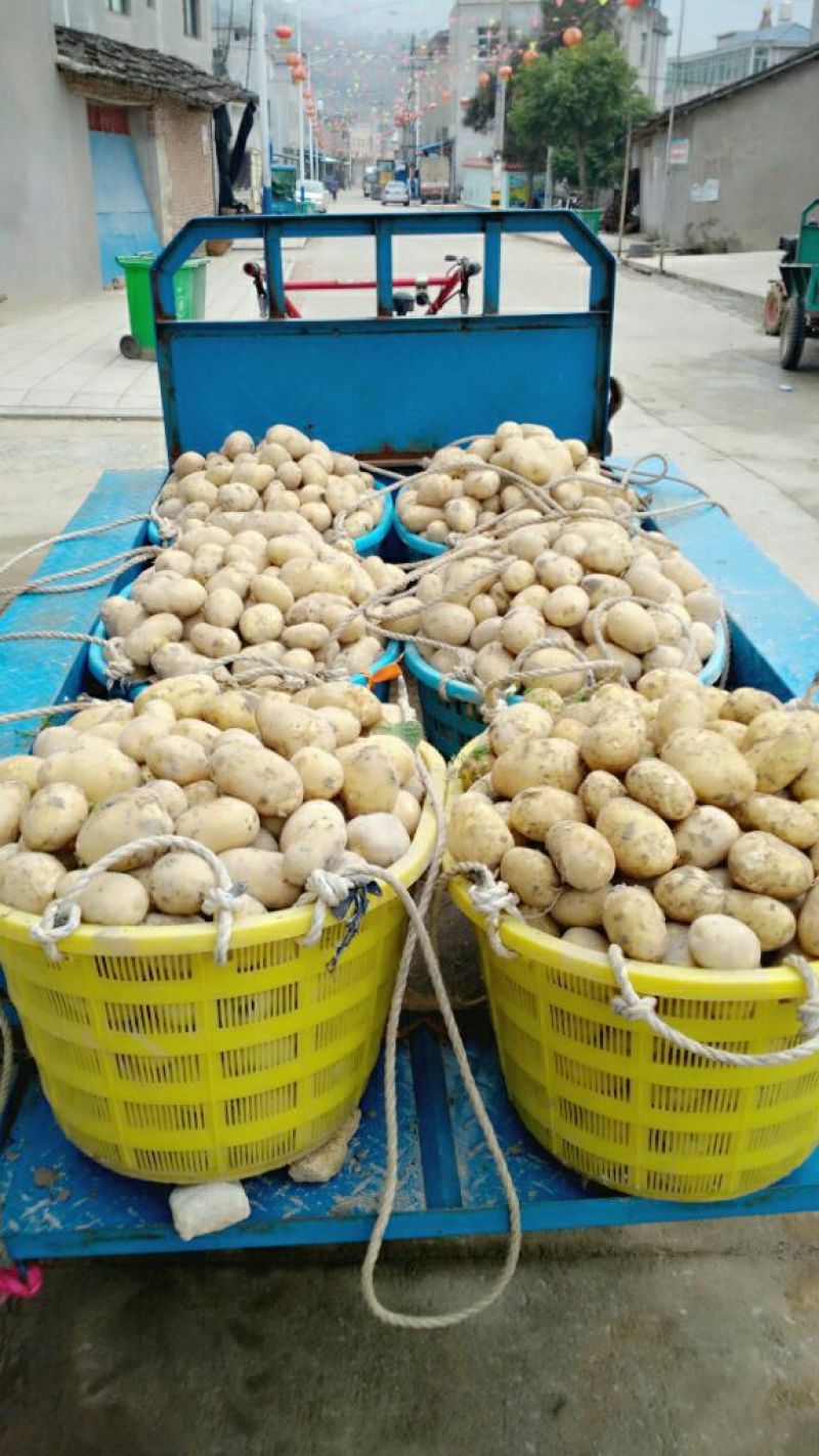 黄土地土豆🥔兴佳2号二两以上精品黄皮黄心欢迎