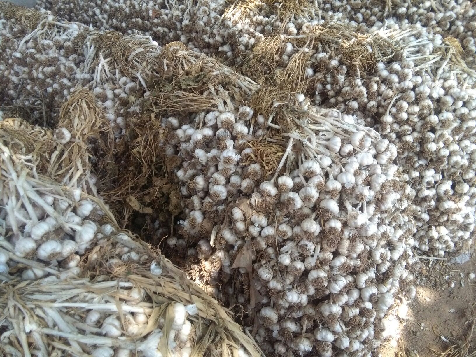 河北邯郸市大名县红蒜 5cm批发_段铁凯供应_