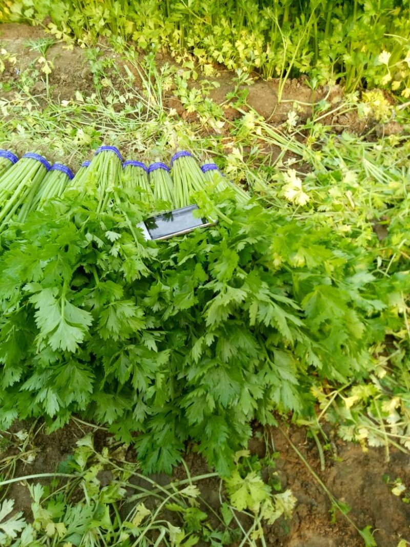 西芹60cm以上细颗量大有需要的老板联系我