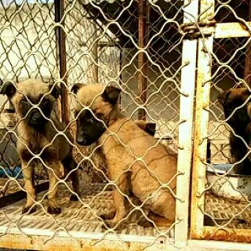 德国牧羊犬，拉布拉多犬马犬黑狼犬卡斯罗犬