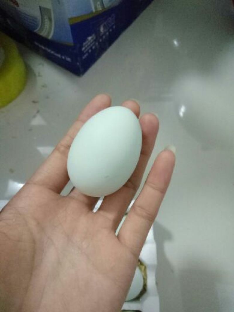 绿壳鸡蛋食用50~60g