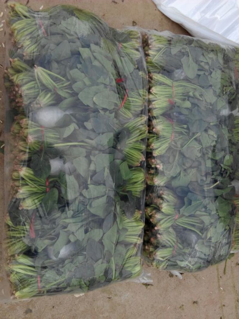 金乡大叶菠菜专业代收