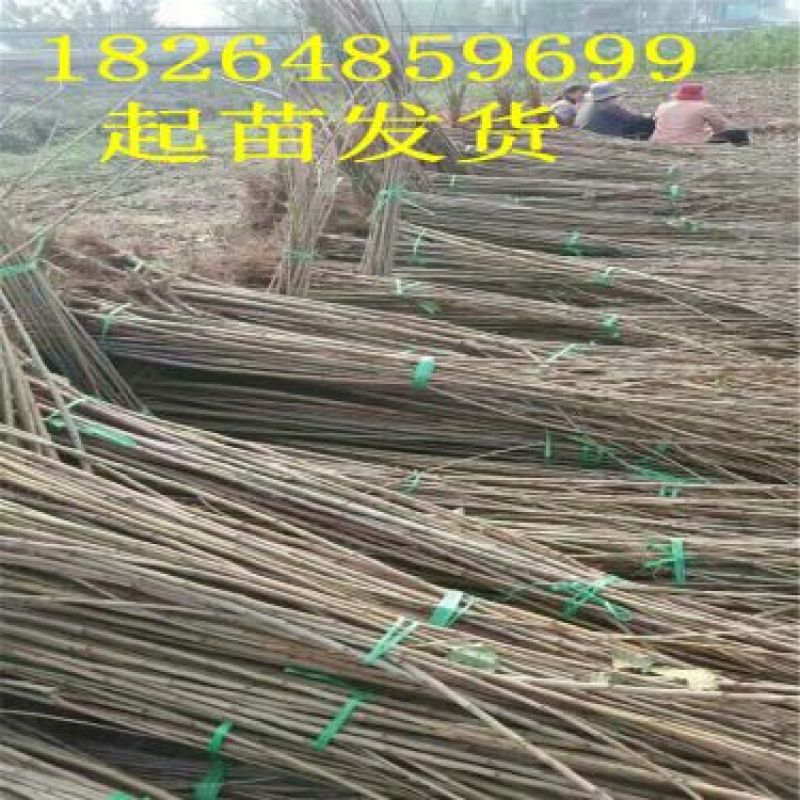 樱桃树苗2年80cm以上