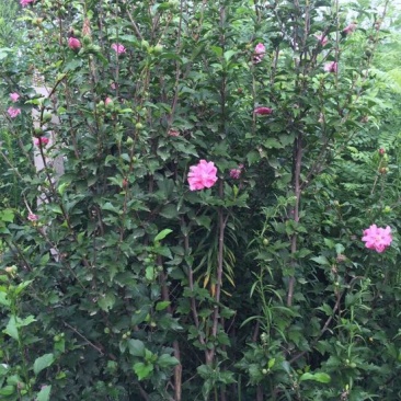 木槿
