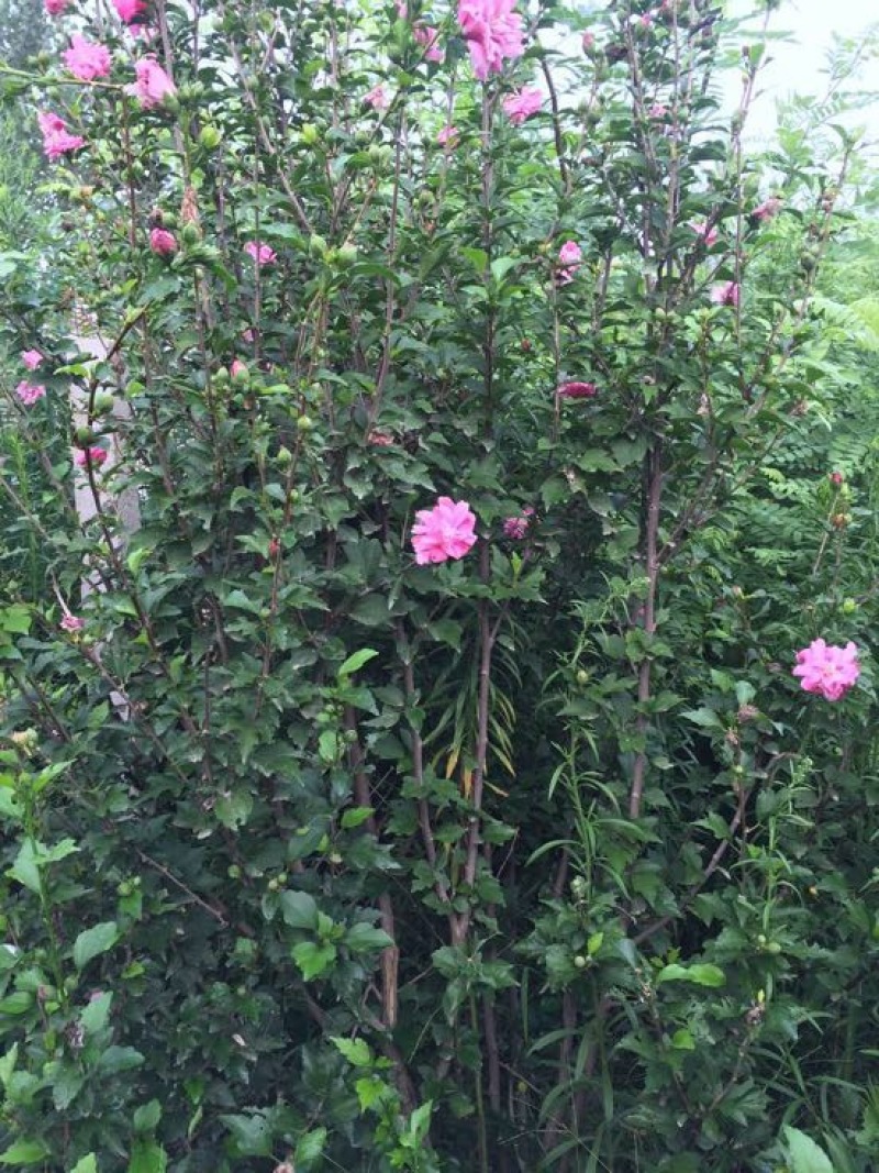 木槿