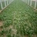 大叶菠菜15~20厘米