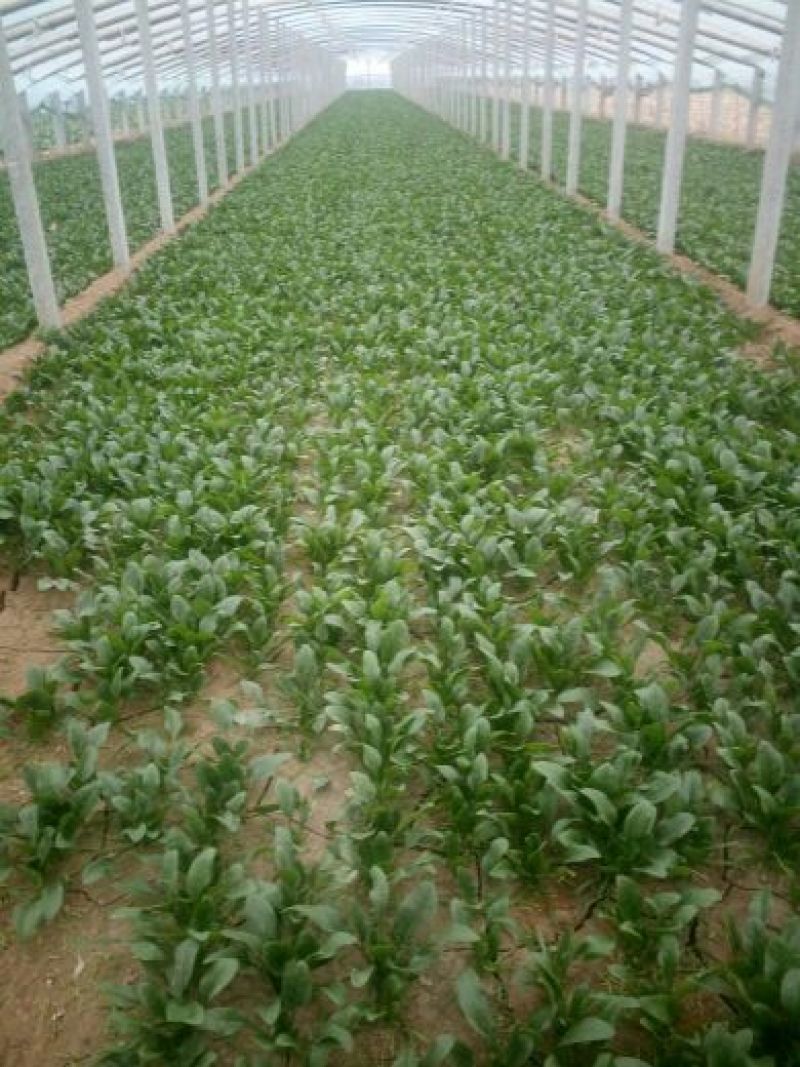 大叶菠菜15~20厘米