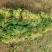 大叶菠菜20~25厘米